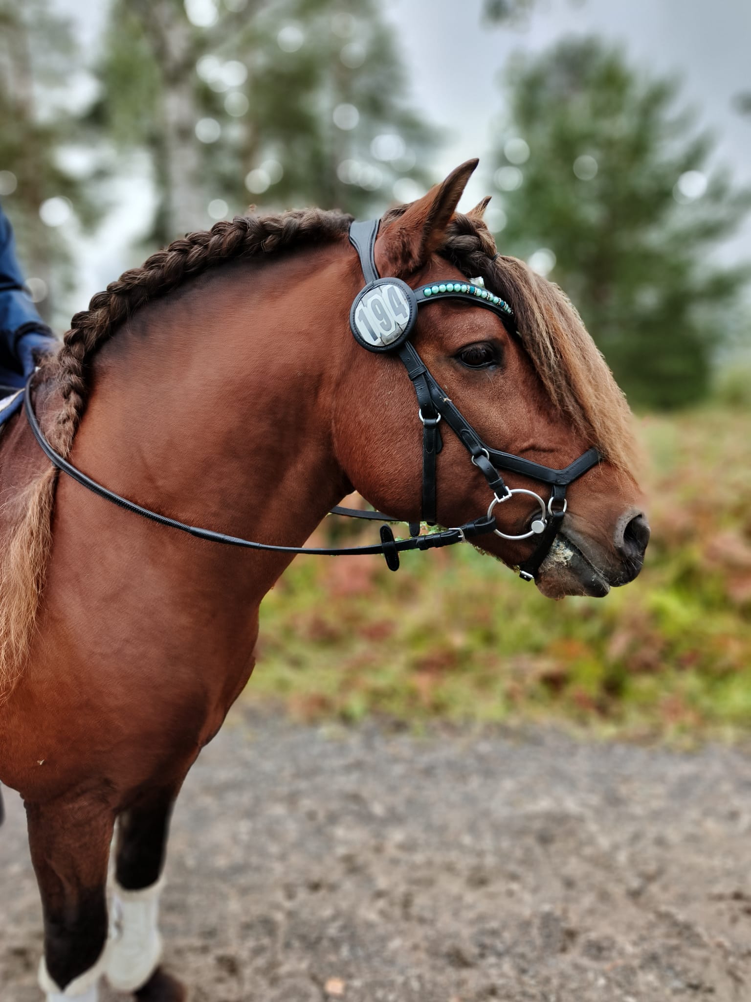 Tintin Muskotti pääkuva