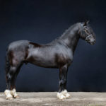 Goldriver Guinness 36 WD